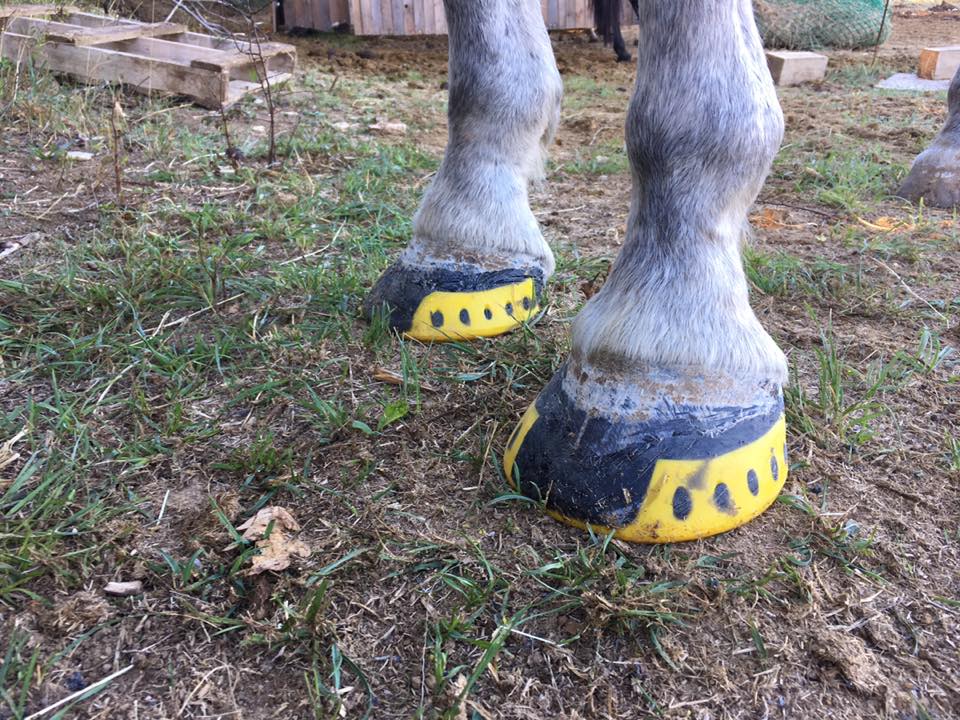 71788186_463209297619299_9046752639362007040_n